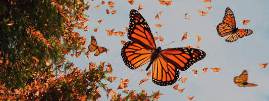 What's up with the butterflies?